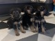 chiots berger allemand adorable