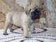 Adoption de mes chiots mastiff, 1 chiot restant