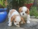 Adoption Chiots Cavalier King Charles