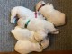 Chiots Golden Retriever POUR COMPAGNIE 