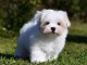  A DONNER Mini chiot type bichon maltais femelle