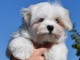  A DONNER Mini chiot type bichon maltais femelle