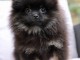 Chiots Spitz allemand