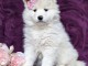 Adorables Chiots Samoyede LOF pour adoption