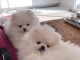 chiots spitz nain adorable