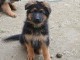 Chiot berger allemand femelle poil long lof