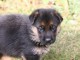 Chiot berger allemand femelle poil long lof