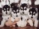 Superbes chiots Husky