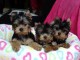 adorables chiots Yorkshire