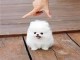 Pomeranian teacup lof