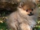 Chiot Spitz Allemand Femelle Naine