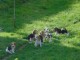 chiots Beagle mâle et femelle