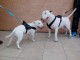 chiots bull terrier disponibles