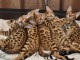 Magnifiques Chatons Bengal