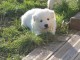 A donner chiot berger blanc suisse femelle nommée sisi