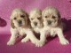 Chiots American Cocker Spaniel superbe portée de 3 bb