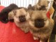 Chiots Spitz allemand A donner contre bon soin