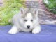 Adorables Chiots Siberian Husky inscrit au lof