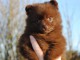 Chiot Spitz Allemand Femelle Naine