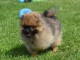 Chiot Spitz Allemand Femelle Naine