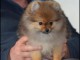 Chiot Spitz Allemand Femelle Naine