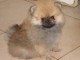 Chiot Spitz Allemand Femelle Naine