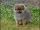 Chiot Spitz Allemand Femelle Naine