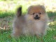 Chiot Spitz Allemand Femelle Naine