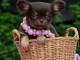 Donner chiot bébés chihuahua femelle