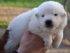 A DONNER Chiot type Berger Blanc Suisse Pour Noel