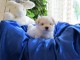 Adorable chiot bichon maltais femelle a donner