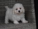 Adorable chiot bichon maltais femelle a donner