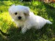 Adorable chiot bichon maltais femelle a donner