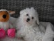 Donne chiot bichon maltais femelle