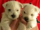 Chiots Westie tres Adorable