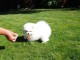 Adorable petit chiot spitz nain contre bon soins