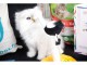 Adorable Chaton type persan non loof Pour Noel