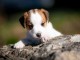 Chiots Jack Russell Terrier