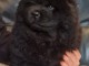 Magnifique Chiots Chow Chow A donner contre bon soin