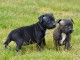 Adorable chiots staffordshire bull terrier