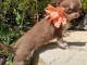 Adoption chiot femelle chihuahua