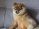 Magnifique Chiot Spitz allemand