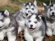 Adorable chiots de type husky sibérien a donner