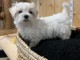 chiot Bichon Maltais LOF a donner pour NOEL