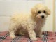 Disponible chiot bichon frise