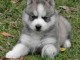 Magnifiques chiot chiot husky