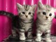 3 CHATONS BRITISH SHORTHAIR