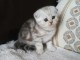 3 CHATONS BRITISH SHORTHAIR