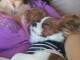 Donne chiens cavaliers king charlesarles