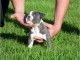 3 mois A donner Chiot Mâle american bully Pour Noel